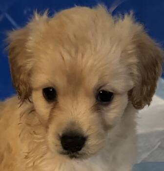 Rescue Miniature Poodle and Yorkshire Terrier Dogs for Adoption in Cerritos, California - Hickory | PetCurious