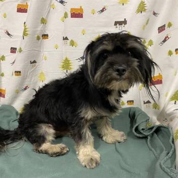 A614338 -  Havanese and Mixed Breed Dog for Adoption in Modesto, California - A614338 | PetCurious