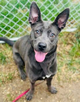 Rescue Mixed Breed Dogs for Adoption in West Chester, Pennsylvania - Tatum | PetCurious