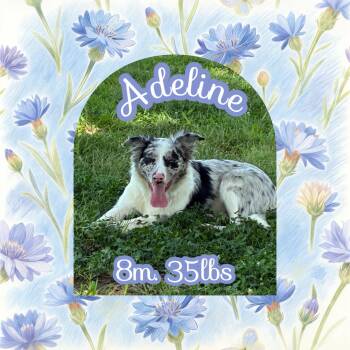 Adeline -  Australian Shepherd Dog for Adoption in Dallas, Texas - Adeline | PetCurious