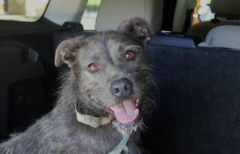 Luna -  Standard Schnauzer and Glen Of Imaal Terrier Dog for Adoption in Willis, Texas - Luna | PetCurious