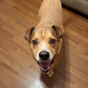 Hound Dogs Available for Adoption in Shelby, North Carolina - Franklin | PetCurious