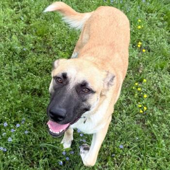 Serenity -  German Shepherd Dog and Great Pyrenees Dog for Adoption in Krum, Texas - Serenity | PetCurious