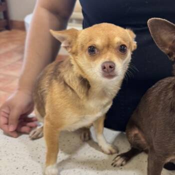 Suzette -  Chihuahua Dog for Adoption in Wichita, Kansas - Suzette | PetCurious