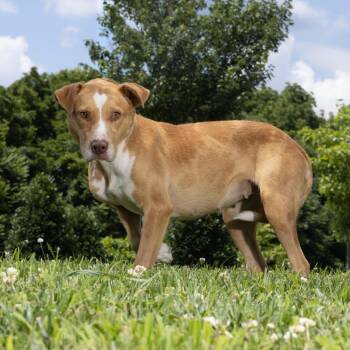 Dragonfly -  Mixed Breed Dog for Adoption in Franklin, Tennessee - Dragonfly | PetCurious