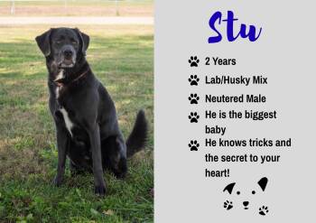 Stu -  Black Labrador Retriever and Husky Dog for Adoption in Junction City, Kansas - Stu | PetCurious