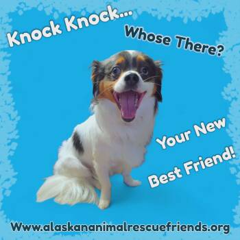 Chihuahua Dogs Available for Adoption in Anchorage, Alaska - Rubble | PetCurious
