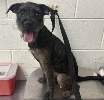 JYNX -  Terrier and Mixed Breed Dog for Adoption in San Bernardino, California - JYNX | PetCurious