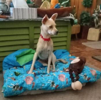 FIFA -  Mixed Breed Dog for Adoption in Spokane, Washington - FIFA | PetCurious