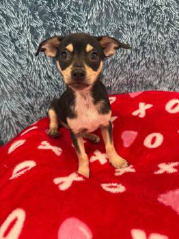 Chihuahua Dogs Available for Adoption in Brookings, Oregon - Paco | PetCurious