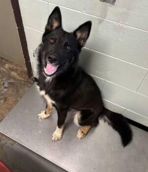 Valentino -  German Shepherd Dog Dog for Adoption in Red Bluff, California - Valentino | PetCurious