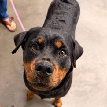 Akila -  Rottweiler Dog for Adoption in Tampa, Florida - Akila | PetCurious