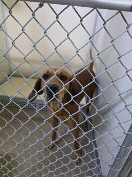 Buddy -  Coonhound Dog for Adoption in Rawlins, Wyoming - Buddy | PetCurious
