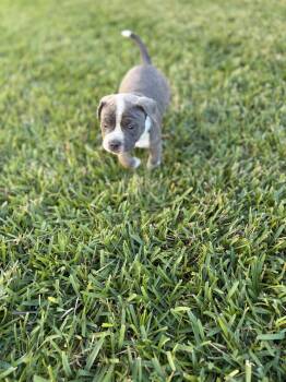 Landon -  Cattle Dog and American Bulldog Dog for Adoption in The Woodlands, Texas - Landon | PetCurious