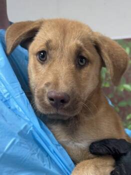 Shepherd and Mixed Breed Dogs Available for Adoption - Raya | PetCurious