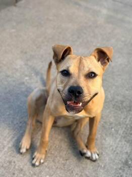 Pit Bull Terrier Dogs Available for Adoption in Chicago, Illinois - Agatha | PetCurious