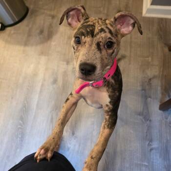 Nyla -  Pit Bull Terrier Dog for Adoption in Jarrettsville, Maryland - Nyla | PetCurious
