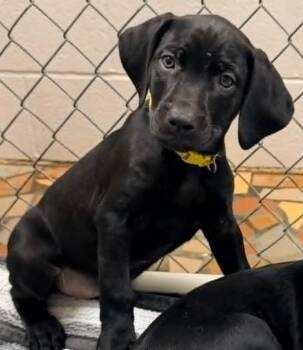 Labrador Retriever Dogs Available for Adoption in Newnan, Georgia - Nova | PetCurious