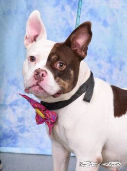 Glenda -  Staffordshire Bull Terrier Dog for Adoption in Pittsboro, North Carolina - Glenda | PetCurious