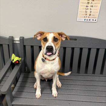 Utz 26-058 -  Hound and Mixed Breed Dog for Adoption in Little Rock, Arkansas - Utz 26-058 | PetCurious