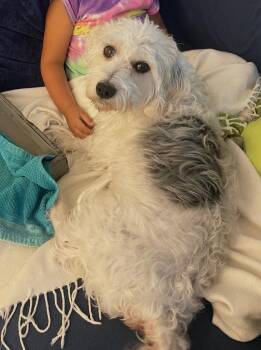 Dachshund and Lhasa Apso Dogs Available for Adoption in West Columbia, South Carolina - Alfred | PetCurious