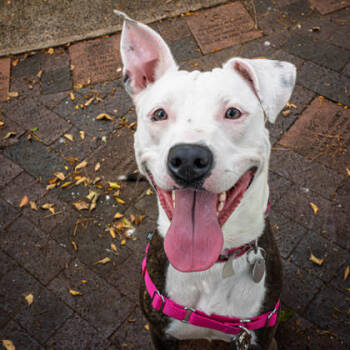 Rescue Pit Bull Terrier and Mixed Breed Dogs for Adoption in Honolulu, Hawaii - Little Girl | PetCurious