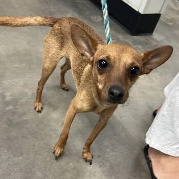 Chester -  Chihuahua Dog for Adoption in Tampa, Florida - Chester | PetCurious
