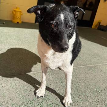 Good Sir 14508 -  Border Collie Dog for Adoption in San Francisco, California - Good Sir 14508 | PetCurious