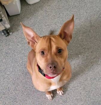 Mixed Breed Dogs Available for Adoption - Polly | PetCurious