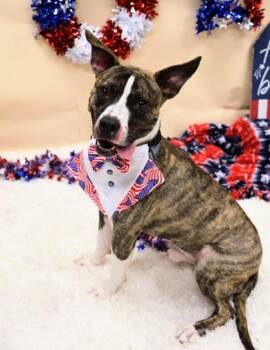 Banjo -  Mixed Breed Dog for Adoption in Hamilton, Ohio - Banjo | PetCurious