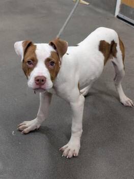 ZANDER/ KING -  Labrador Retriever and Pit Bull Terrier Dog Available for Adoption - ZANDER/ KING | PetCurious