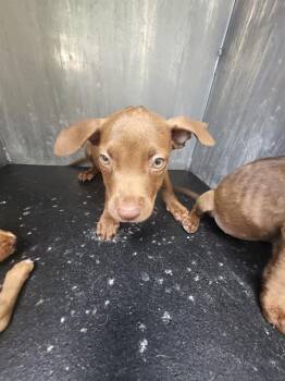 OWEN -  American Staffordshire Terrier Dog for Adoption in San Antonio, Texas - OWEN | PetCurious
