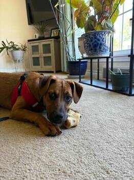 Brownie -  Labrador Retriever Dog for Adoption - Brownie | PetCurious