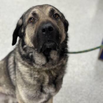Kingston -  Anatolian Shepherd Dog for Adoption in Youngstown, Ohio - Kingston | PetCurious