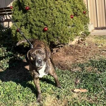 Hound Dogs Available for Adoption - Bandito | PetCurious