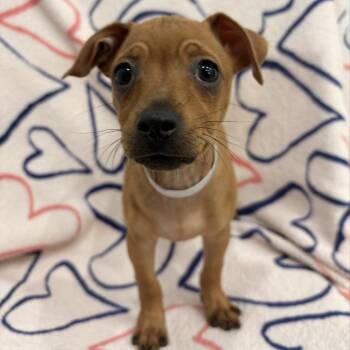 Dachshund and Chihuahua Dogs Available for Adoption in Long Beach, California - Elm | PetCurious