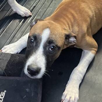 Wobble -  Pit Bull Terrier Dog for Adoption in East St. Louis, Illinois - Wobble | PetCurious