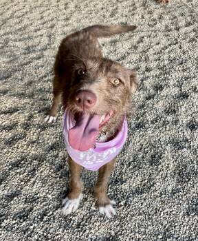 Jenna -  Mixed Breed Dog for Adoption in Lacon, Illinois - Jenna | PetCurious