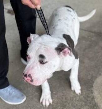 Rescue American Staffordshire Terrier Dogs for Adoption in Benbrook, Texas - 4PAWS PAco | PetCurious