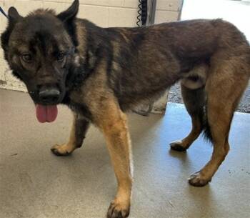 DANI BOY -  German Shepherd Dog and Akita Dog for Adoption in San Bernardino, California - DANI BOY | PetCurious
