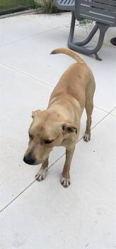 Labrador Retriever Dogs Available for Adoption in San Antonio, Texas - GOOSE | PetCurious