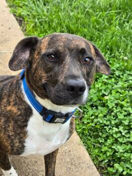BREEZY -  Mixed Breed Dog for Adoption in Moberly, Missouri - BREEZY | PetCurious
