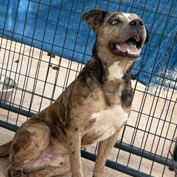 Mixed Breed Dogs Available for Adoption in Lake Jackson, Texas - George | PetCurious