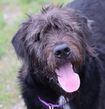 Sheepadoodle Dogs Available for Adoption in Kansas City, Kansas - Karl (AO36323) | PetCurious