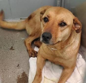 ESTHER -  Labrador Retriever and Mixed Breed Dog for Adoption in Houston, Texas - ESTHER | PetCurious