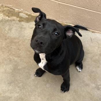 Zoe -  American Staffordshire Terrier Dog for Adoption in Ojai, California - Zoe | PetCurious