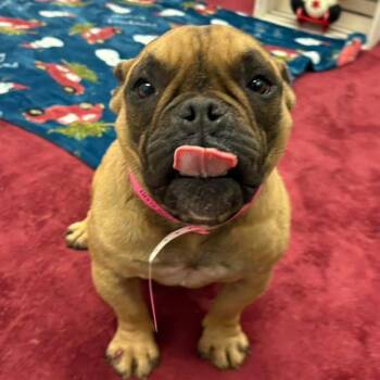 French Bulldog Dogs Available for Adoption - Myrtle | PetCurious