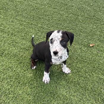 Trip 0400 -  Australian Cattle Dog Blue Heeler Dog for Adoption in Loxahatchee Groves, Florida - Trip 0400 | PetCurious