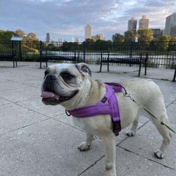 Cordelia -  English Bulldog Dog for Adoption in Chicago, Illinois - Cordelia | PetCurious