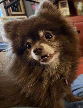 Kahlua -  Pomeranian Dog for Adoption in Garland, Texas - Kahlua | PetCurious